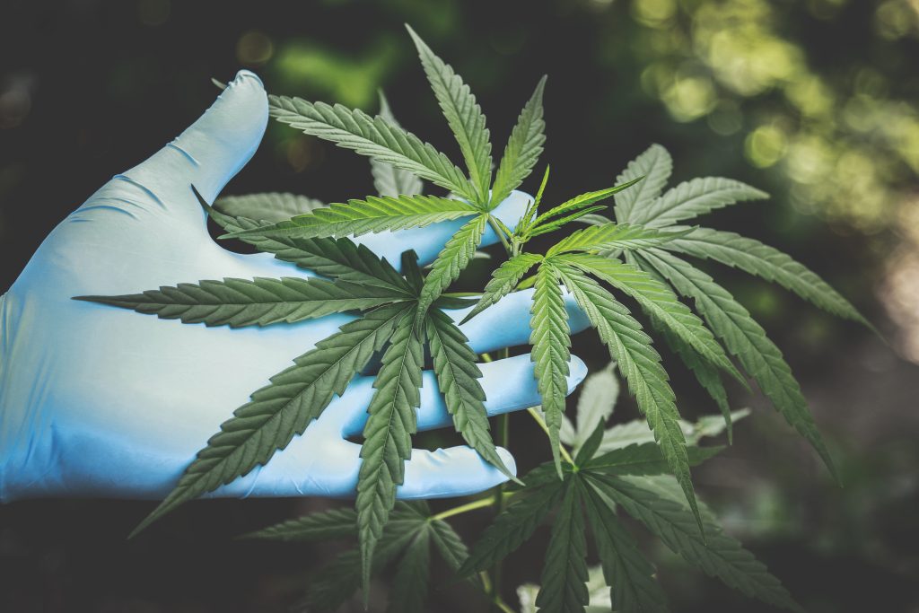 La boutique fleur cbd