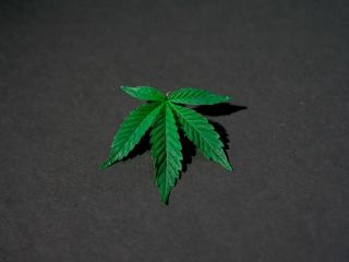 Le CBD : le guide pour tout comprendre