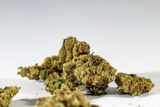 Le pollen de CBD : le reconnaître et le conserver